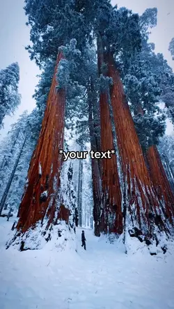 Snowy trees