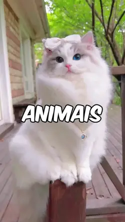 Animais