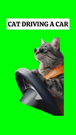 CAT DRIVING A CAR