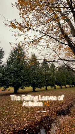 Falling Leaves!