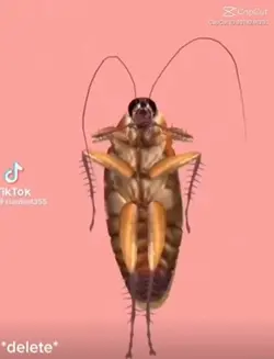 Cockroach 