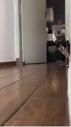 Gato