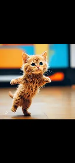 Meow Meow Meow
