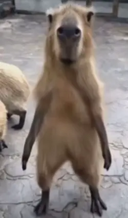 Capybara dancin meme