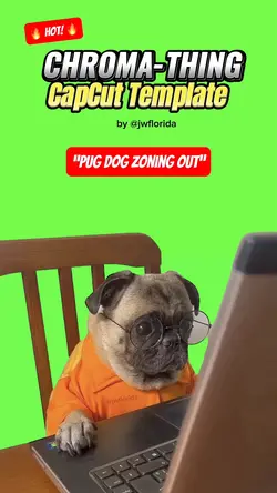 Pug Dog Zoning Out