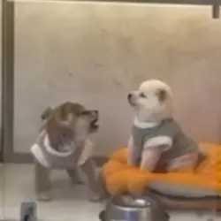 Talkative dogs meme