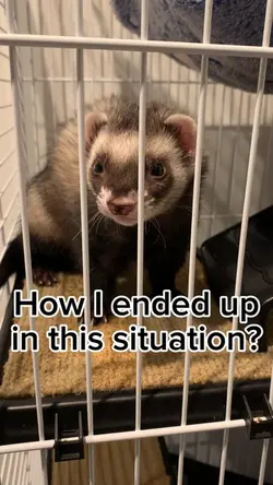 How did I?
