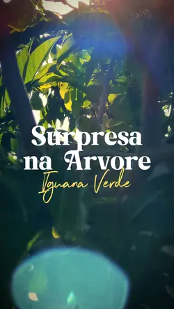 Surpresa na Árvore