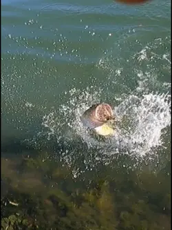 Huge bass 
