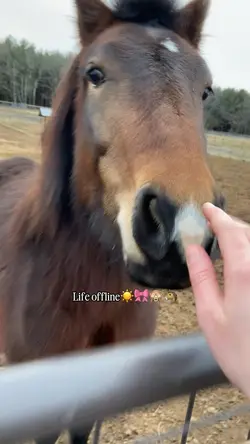 Life online☀️🎀🙈🐴