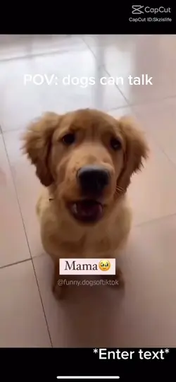 Dogs can talk