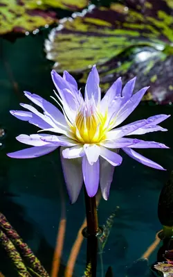 #Vibrant flowers 