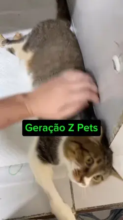 geração Z pets