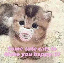 Cute cats=happy