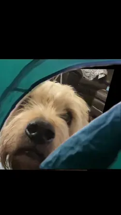 Tent Surprise 