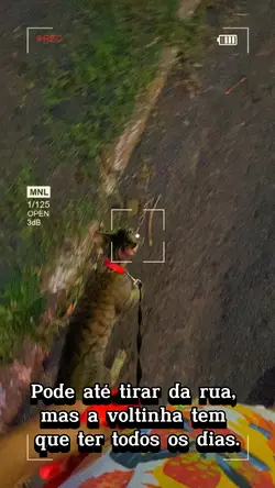 Gato de rua 