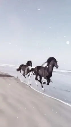 Bronco