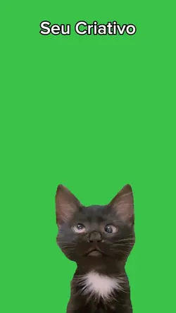 gatinho vesgo