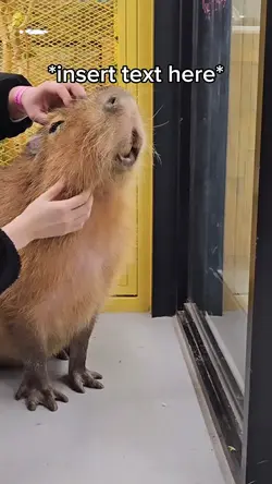 Capybara Meme