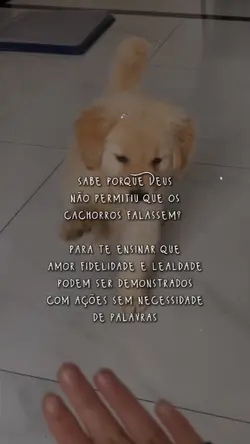 cachorro 