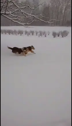 crazy doggies 