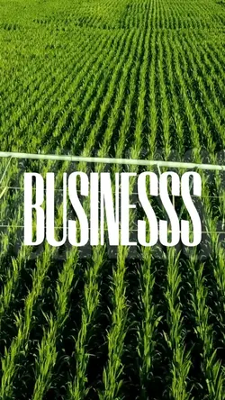 Business 