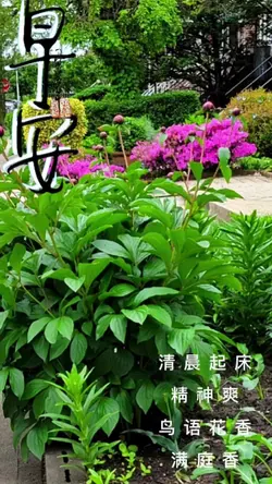 早安Good morning 