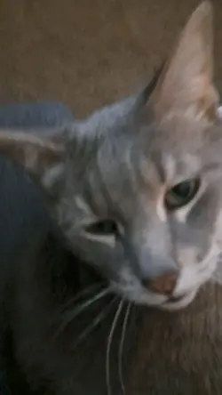 MEOW MEOW
