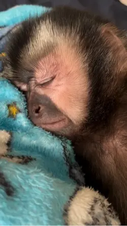 Sleepy Monkey 