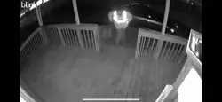#blink