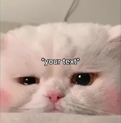 Sad cats