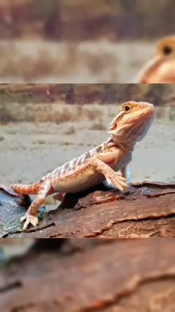 Waving lizard 
