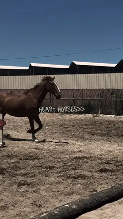 heart horses