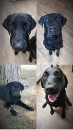 Penguins (Dogs)