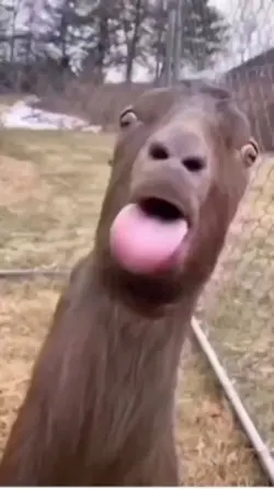 Goat scream