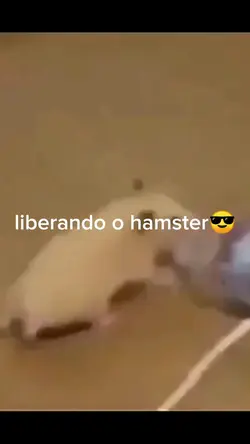 hamster dançando