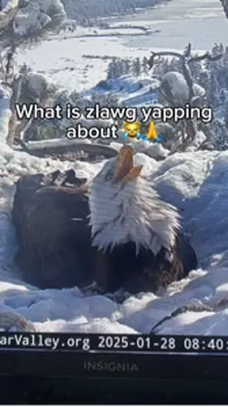 What is zlawg yappin