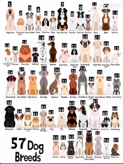 57 dog breeds