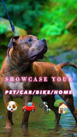 Transitions Showcase