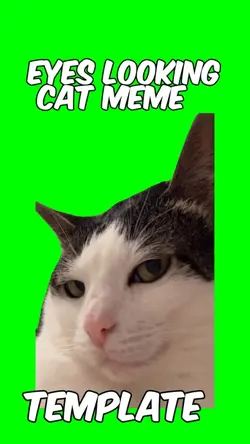 Eyes looking Cat Mem