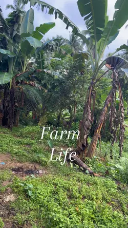 Dizas Farm House 