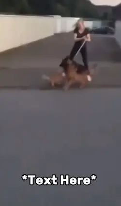 Cat vs dog meme 