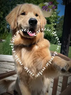 CORAZÓN de melón