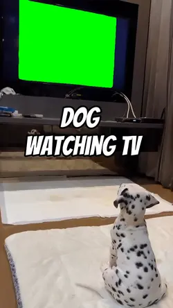 Dog watching TV 