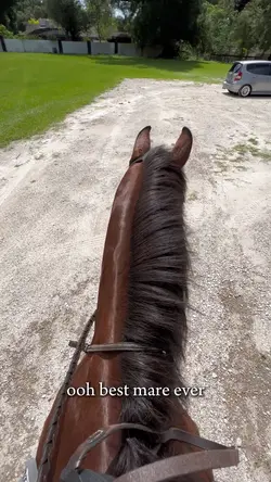 wonderful mare 