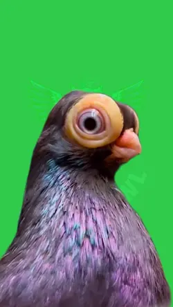 Judgy pigeon