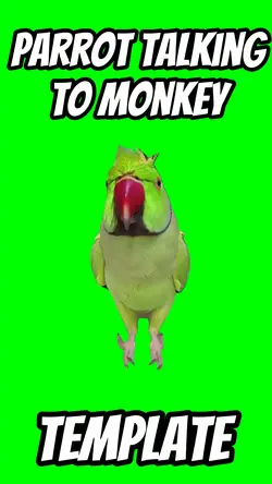 Parrot talking monke
