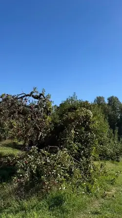 Apple Orchard 