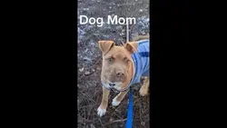 Dog Lover