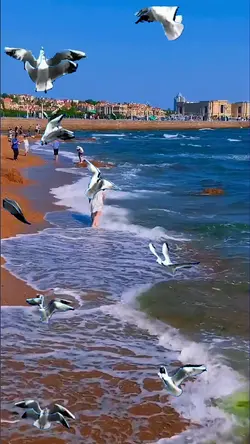 Seagull